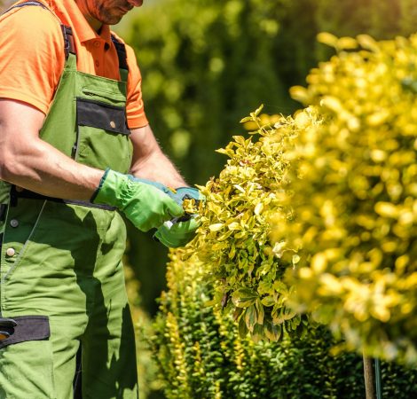 Professional Landscaper Pruning Garden Plant